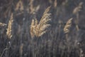 Selective soft focus close-up of fluffy dry reeds on the blurred brown background. Royalty Free Stock Photo