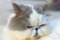 Selective soft focus of close up grumpy cat Royalty Free Stock Photo