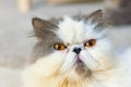 Selective soft focus of close up grumpy cat Royalty Free Stock Photo