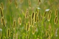 Selective soft focus on closeup green grass, reeds with yellow dry autumn stalks, blowing in the wind at golden sunset light, Royalty Free Stock Photo