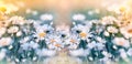 Selective and soft focus on daisy flower, beautiful nature in spring, meadow with flowers Royalty Free Stock Photo