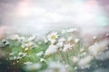 Selective and soft focus on daisy flower in meadow, beautiful landscape with sky and clouds