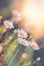 Selective and soft focus on Daisy flowers, beautiful sunset landscape in meadow of daisy flower Royalty Free Stock Photo