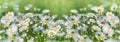 Selective and soft focus on daisy flowers, flowering daisy flower in meadow in spring Royalty Free Stock Photo