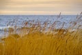 Selective soft focus of dry beach grass. yellow reeds in the sea. Concept of nature, spring, grass. Spring seascape. Dry Royalty Free Stock Photo