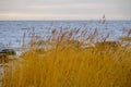 Selective soft focus of dry beach grass. yellow reeds in the sea. Concept of nature, spring, grass. Spring seascape. Dry Royalty Free Stock Photo