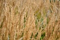 Selective soft focus of dry grass on a flower bed, reed, stem. Texture, background Royalty Free Stock Photo