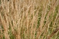 Selective soft focus of dry grass on a flower bed, reed, stem. Texture, background Royalty Free Stock Photo