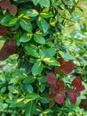 Selective soft focus Euonymus fortunei Interbolwi Blonde or fortune`s spindle, winter creeper with green-yellow leaves creeps