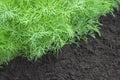 Selective soft focus. Herb, kitchen-garden with young green dill plants. Photo of dill harvest for eco cookery business. Organic f Royalty Free Stock Photo