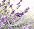 Selective and soft focus on lavender flower, beautiful flowers in flower garden Royalty Free Stock Photo