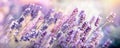 Selective and soft focus on lavender flower, lavender flowers in the garden Royalty Free Stock Photo