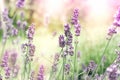 Selective and soft focus on lavender, lavender flowers lit by sunlight in flower garden Royalty Free Stock Photo