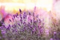 Selective and soft focus on lavender, lavender flowers lit by sunlight in flowerbad Royalty Free Stock Photo