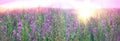 Selective and soft focus on purple flowers, flowering purple flowers in meadow