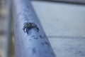 Selective focus of spider on metal tube