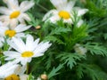 Selective and soft focus of white Daisy flower and yellow stamen white green leaves