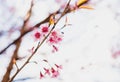 Selective soft focus Wild Himalayan Cherry or Sakura flower Royalty Free Stock Photo