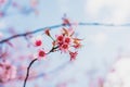 Selective soft focus Wild Himalayan Cherry or Sakura flower Royalty Free Stock Photo