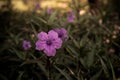 Selective solf focus beautiful purble color flower in the garden Royalty Free Stock Photo