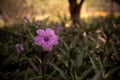 selective solf focus beautiful purble color flower in the garden Royalty Free Stock Photo