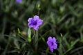 Selective solf focus beautiful purble color flower in the garden Royalty Free Stock Photo