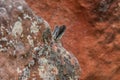 Selective of southern viscacha ears (Lagidium viscacia) from rocks Royalty Free Stock Photo