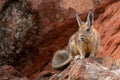 Selective of southern viscacha (Lagidium viscacia) on rocks Royalty Free Stock Photo