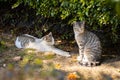 Selective of street cats resting in a garden Royalty Free Stock Photo