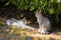 Selective of street cats resting in a garden Royalty Free Stock Photo