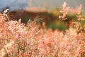 In selective a sweet orange wild grass flower blossom in a field with blurred a mountain view , a silhouette shot