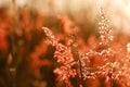 In selective a sweet orange wild grass flower blossom in a field with blurred a mountain view , a silhouette shot