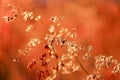 In selective a sweet orange wild grass flower blossom in a field ,a silhouette shot with sunlight