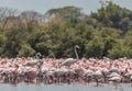 Selective of two greater flamingos in group lesser flamingos Royalty Free Stock Photo