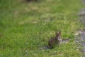 Selective of a wild rabbit sitting on the side of a trail and eating grass Royalty Free Stock Photo