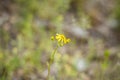 Selectively focus on the chamomile flowers or the flowers of the chamomile plant. small yellow daisy flowers. Meadow field in an Royalty Free Stock Photo