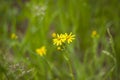 Selectively focus on the chamomile flowers or the flowers of the chamomile plant. small yellow daisy flowers. Meadow field in an Royalty Free Stock Photo