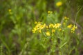 Selectively focus on the chamomile flowers or the flowers of the chamomile plant. small yellow daisy flowers. Meadow field in an Royalty Free Stock Photo