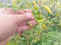 selectively focus on the hand holding the chili or pepper which is rotten due to plant pests and bad weather