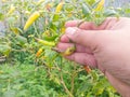 selectively focus on the hand holding the chili or pepper which is rotten due to plant pests and bad weather