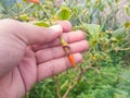 selectively focus on the hand holding the chili or pepper which is rotten due to plant pests and bad weather