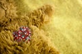 (Selectively focus) on stitched cute red heart on a teddy bear with gold glitter background. Royalty Free Stock Photo