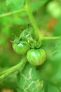 Garden tomatoes in the plant.