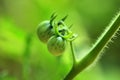 Garden tomatoes in the plant.