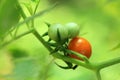 Garden tomatoes in the plant.