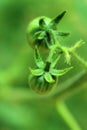 Garden tomatoes in the plant.