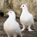 two domestic homing pigeons with white feathers