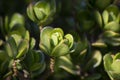 Selectively illuminated bud of Crassula ovata commonly known as Jade plant, lucky plant or money tree close-up.floral background. Royalty Free Stock Photo