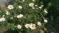 Seleguri or sidaguri & x28;Sida rhombifolia& x29; is a shrub with yellow flowers and its roots can be used as medicine.