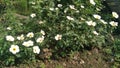 Seleguri or sidaguri & x28;Sida rhombifolia& x29; is a shrub with yellow flowers and its roots can be used as medicine.